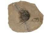 1.5" Kettneraspis Trilobite With Horn Coral - Lghaft, Morocco - #189990-4